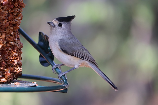 backyard bird feeder